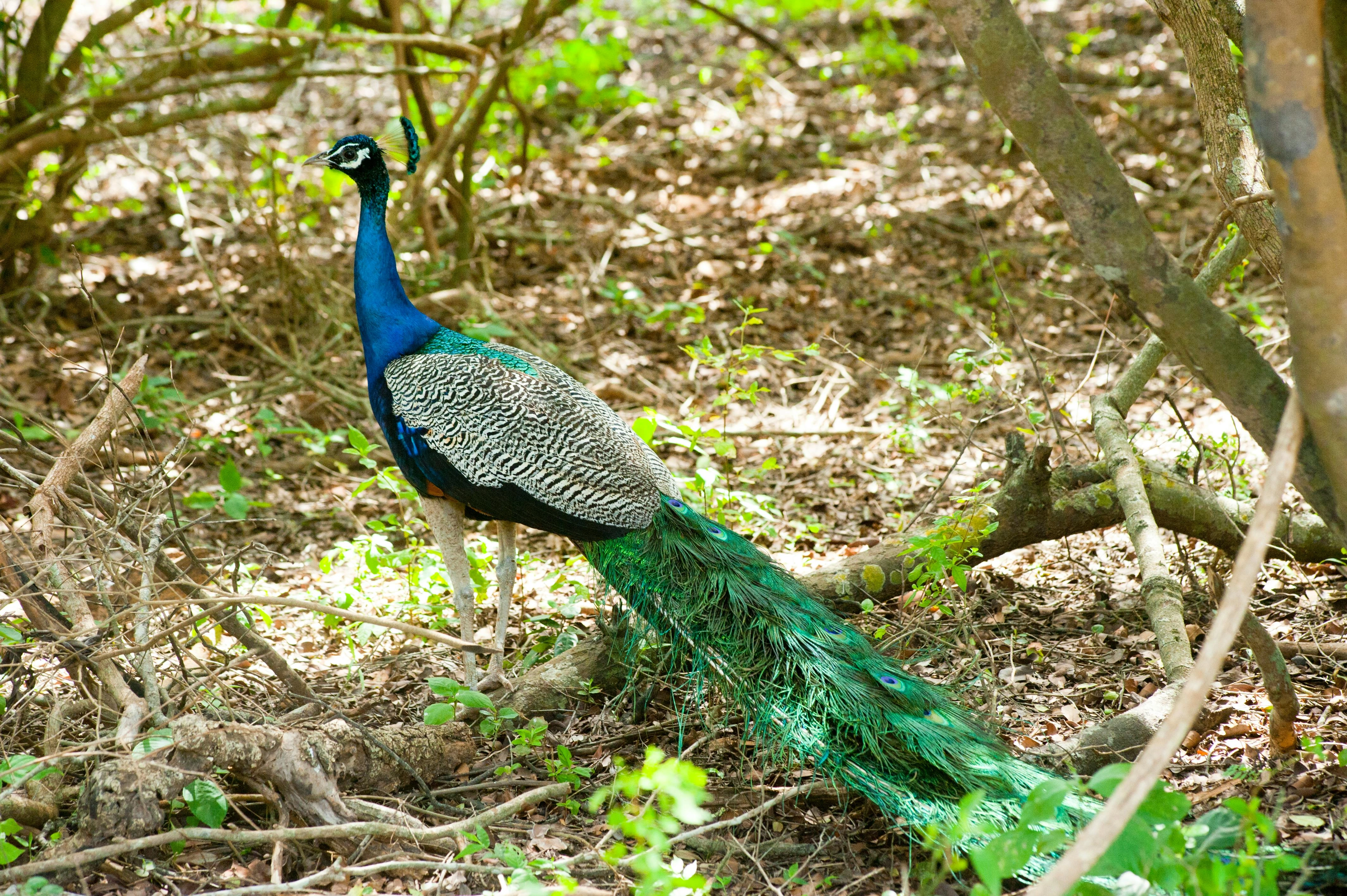 Peacock